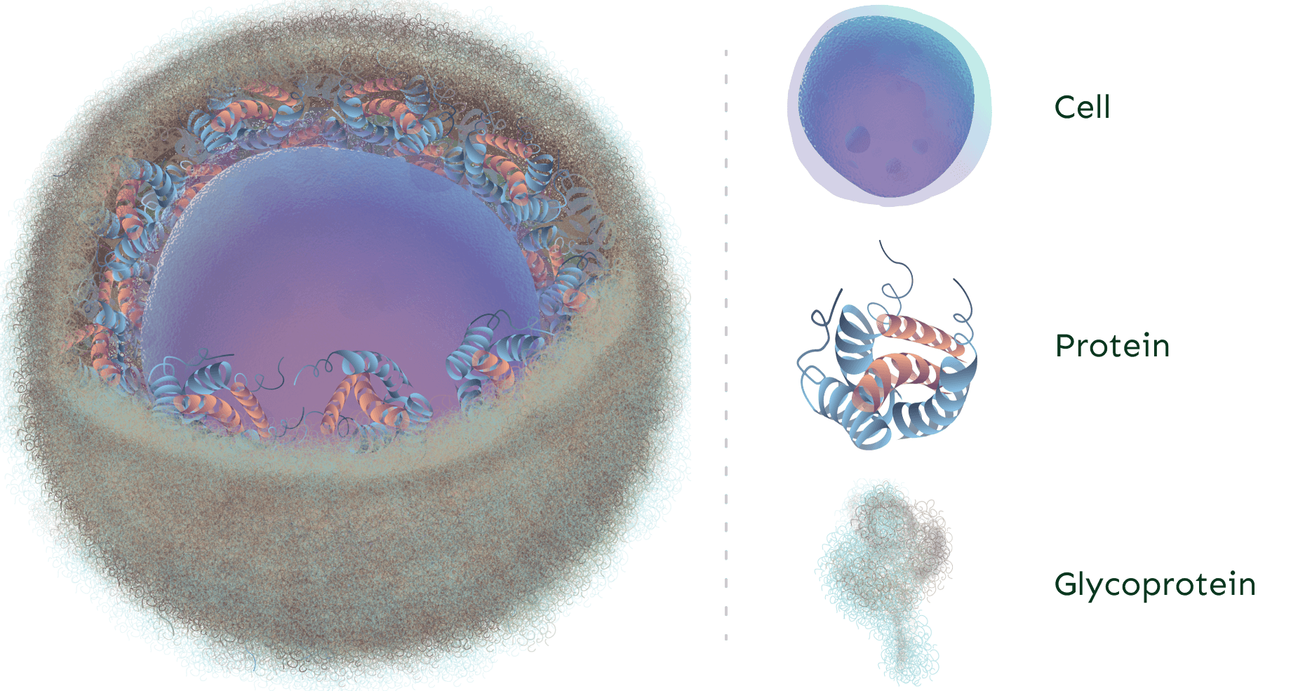 Cell illustration